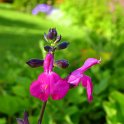 Salvia microphylla 'Cera Potosi' fleur